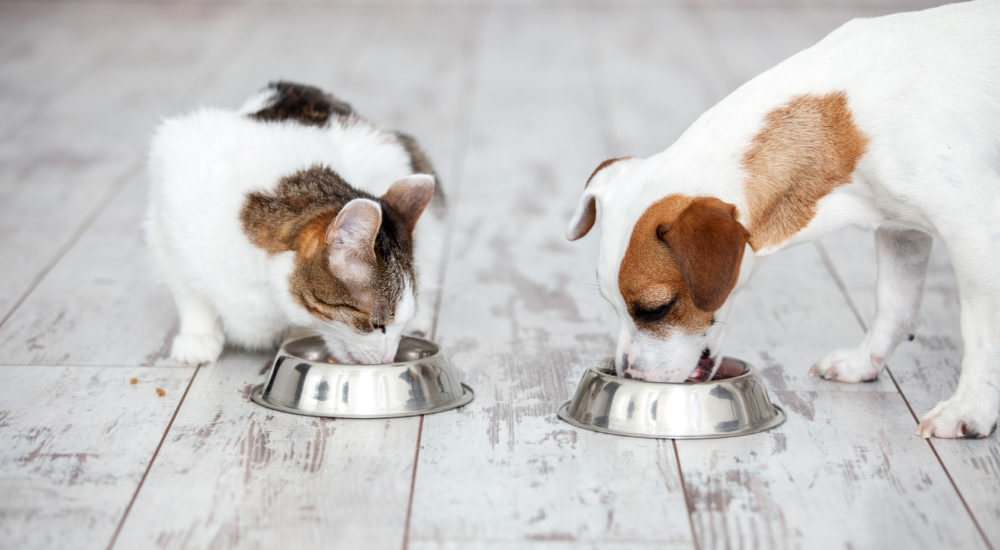 alimentazione body pet alimentazione body pet