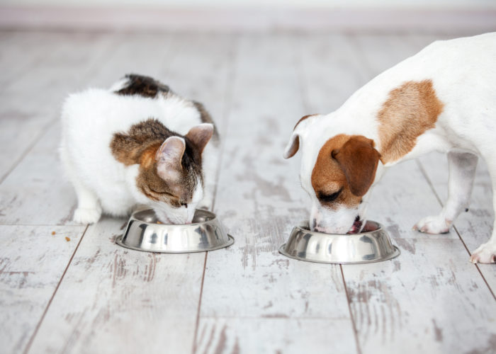 alimentazione body pet alimentazione body pet