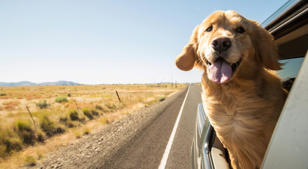 pet taxy pet taxy
