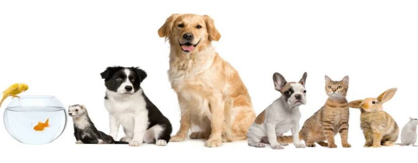 attestation-connaissances-chien-chat bis1 attestation-connaissances-chien-chat bis1